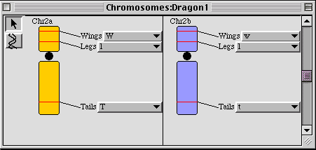 Chromosome Window